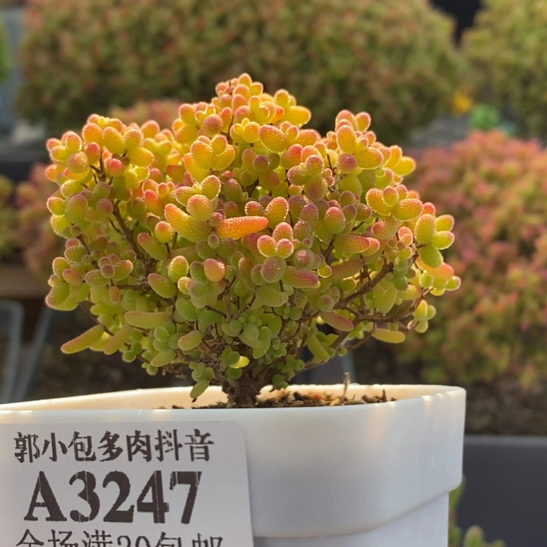 蜜橘糖球3247枝干番杏