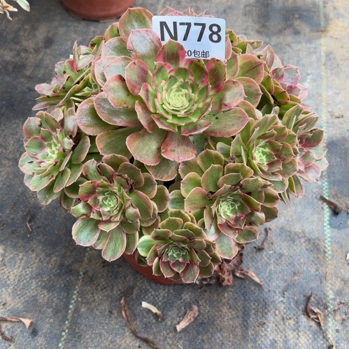 瑞妈多肉园艺778。粉海王。