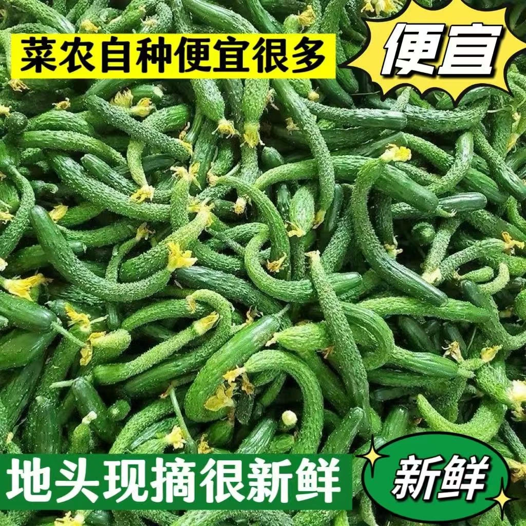 【贝亚芮优选】现摘小黄瓜扭脆嫩迷你小黄瓜可腌制可生吃