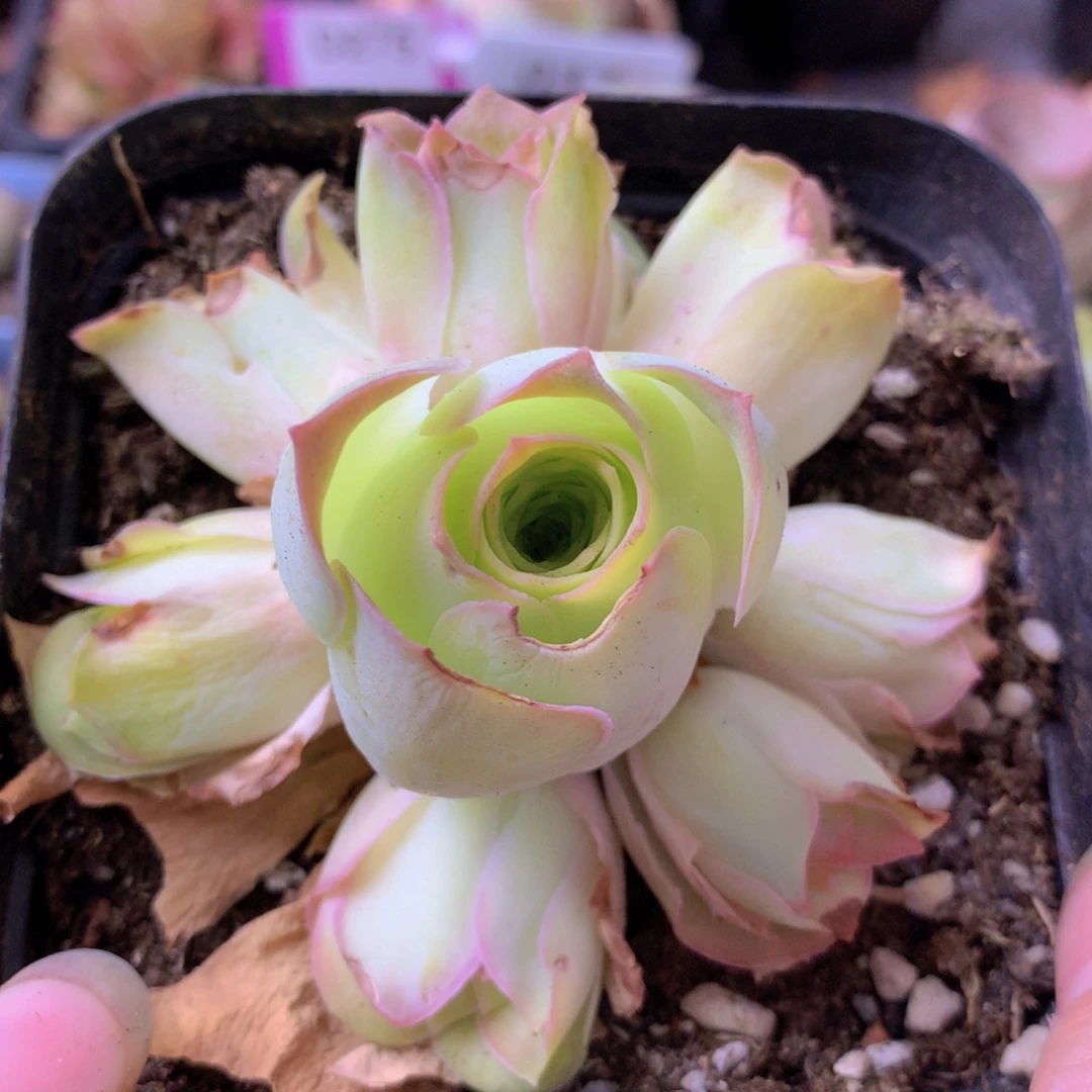 一物一拍红粉佳人511