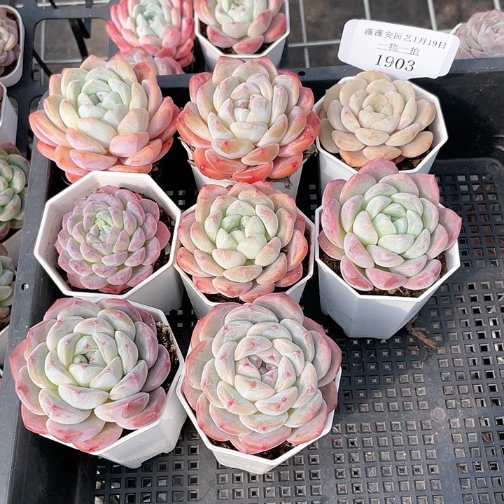 薇薇安园艺多肉1903