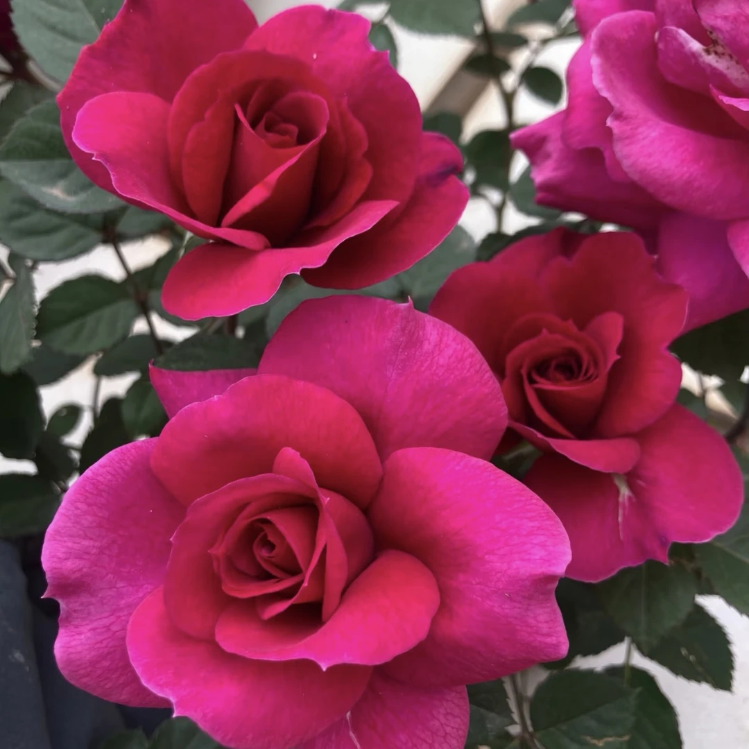 【大富贵】大花浓香阳台庭院好养护抗病性强月季盆栽