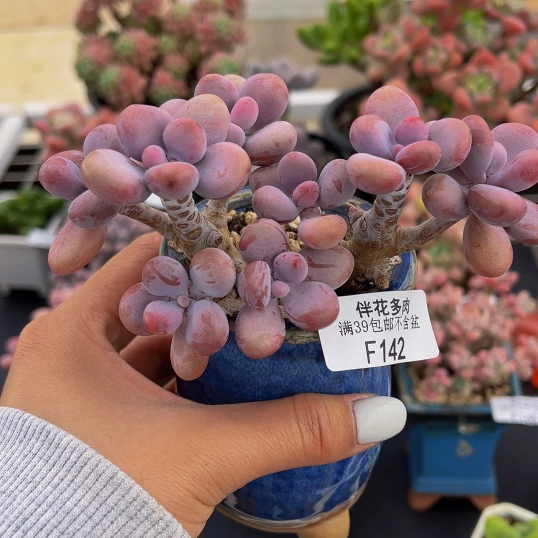 142-腰子桃蛋树多肉10cm有短枝