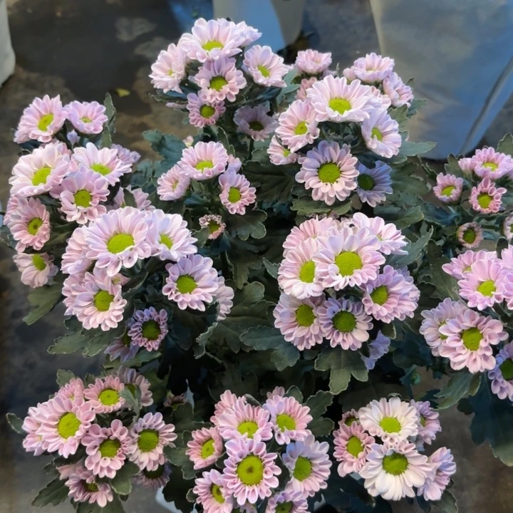 新品小雏菊粉色盆栽