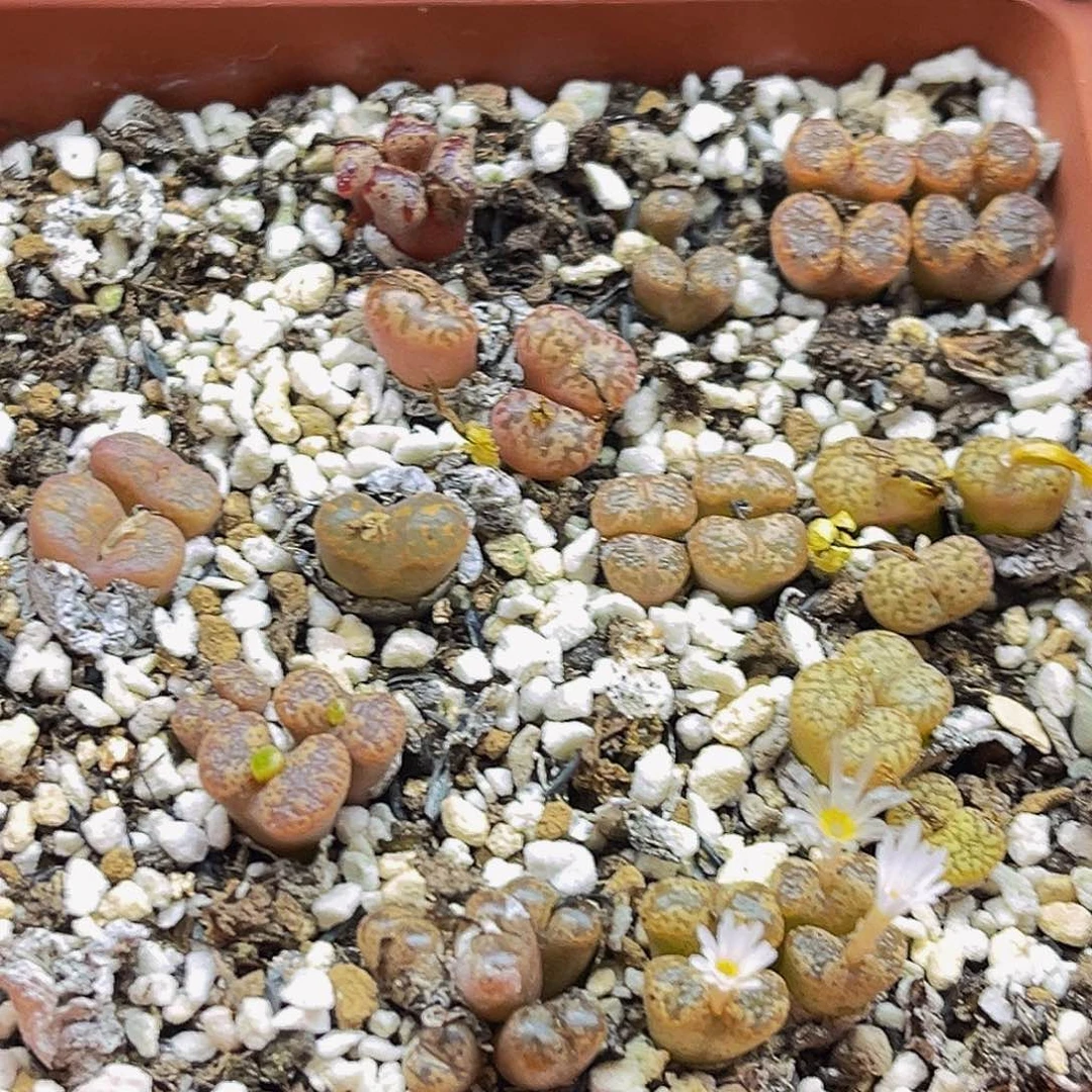 满18包邮勋章9145