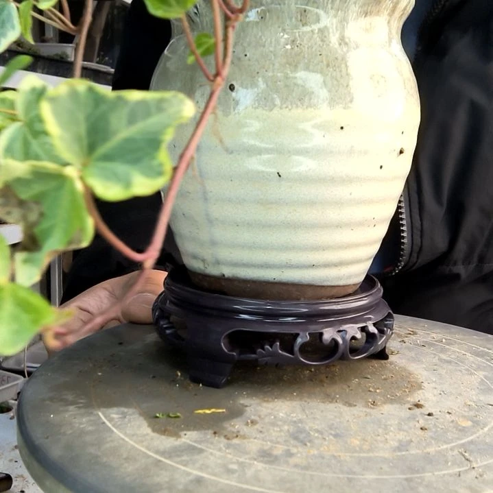 淡*小盆景小植物一物一拍81