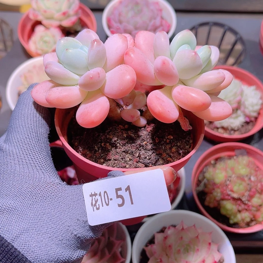 花10-51洛神双头