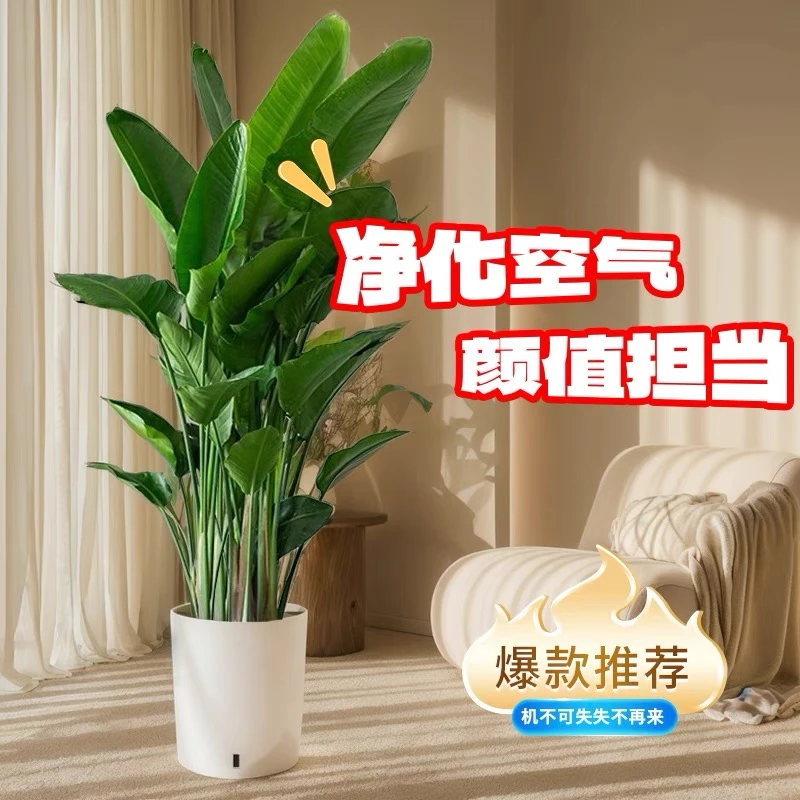 天堂鸟室内改善空气质量