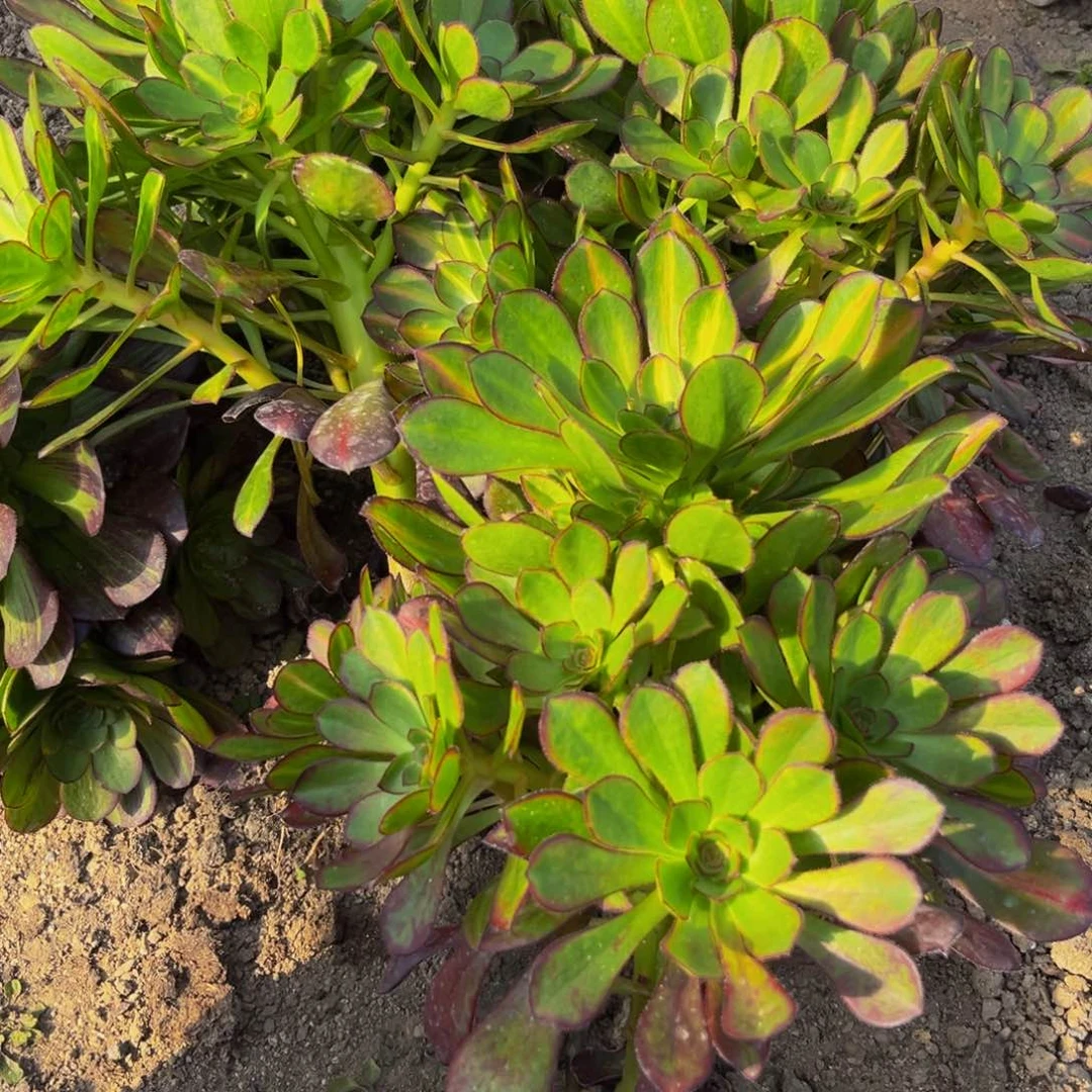 香奈儿中班多肉植物捧花的