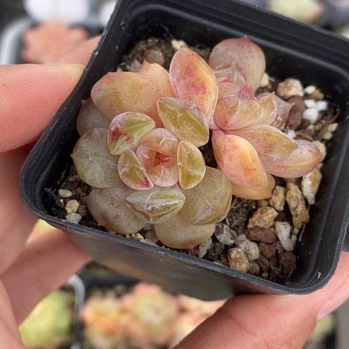 红恋红恋多肉 11.8