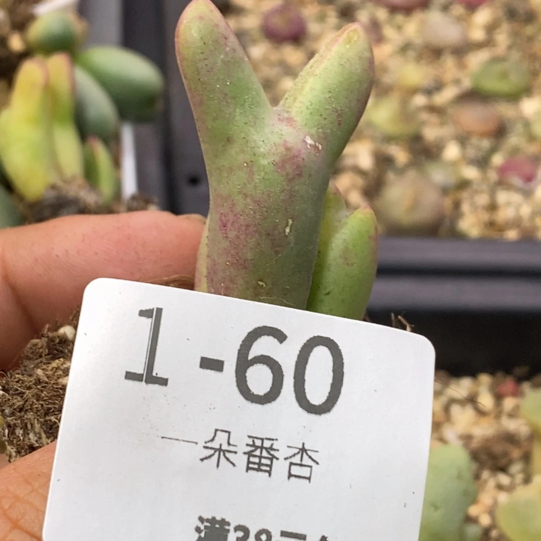 556666666666666688688