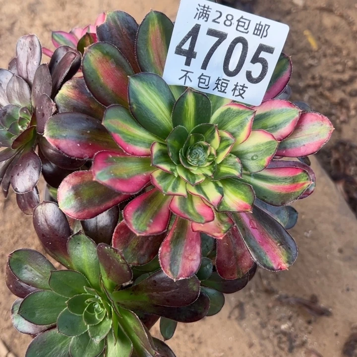 4705多肉植物法师爱马仕多肉植物