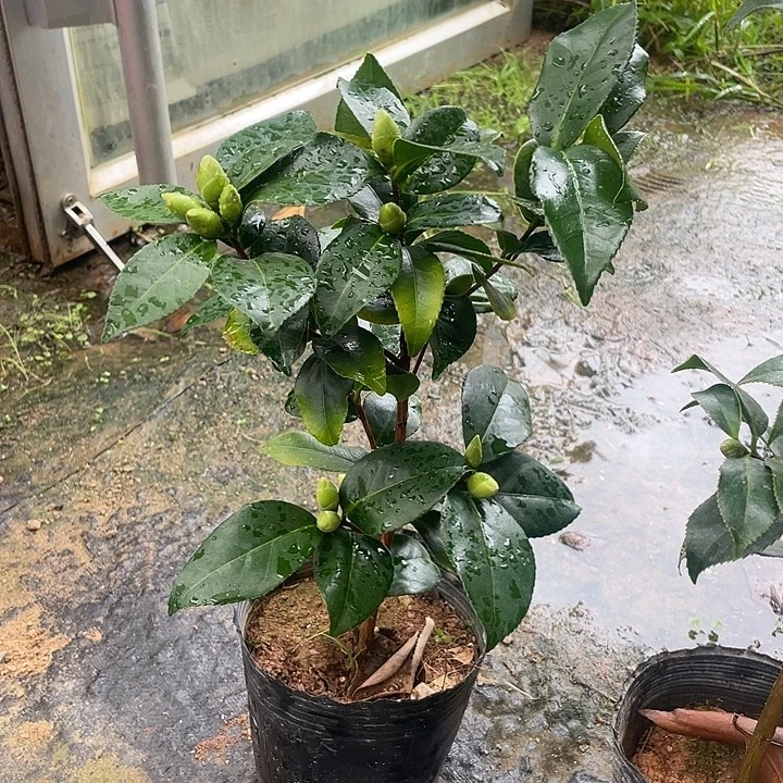 大部分开放少量花苞，越资