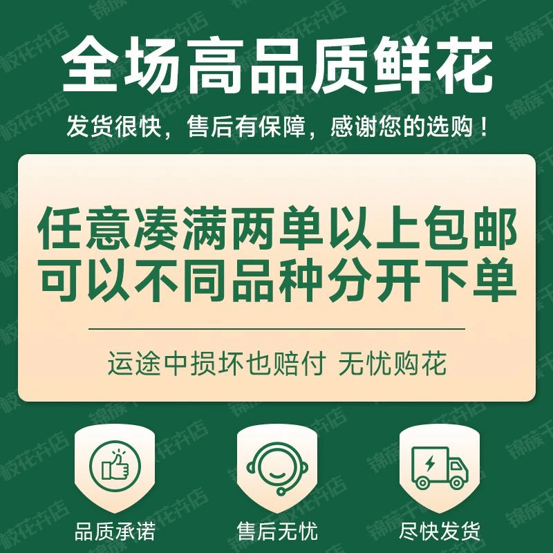 碎冰蓝折射多头泡泡玫瑰云南基地批发鲜花水养直发鲜切花