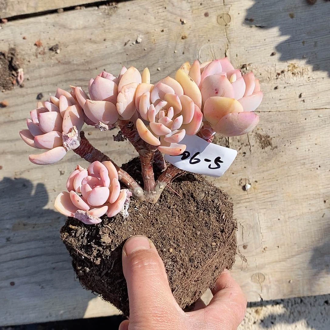 七*?多肉植物白月光206-5