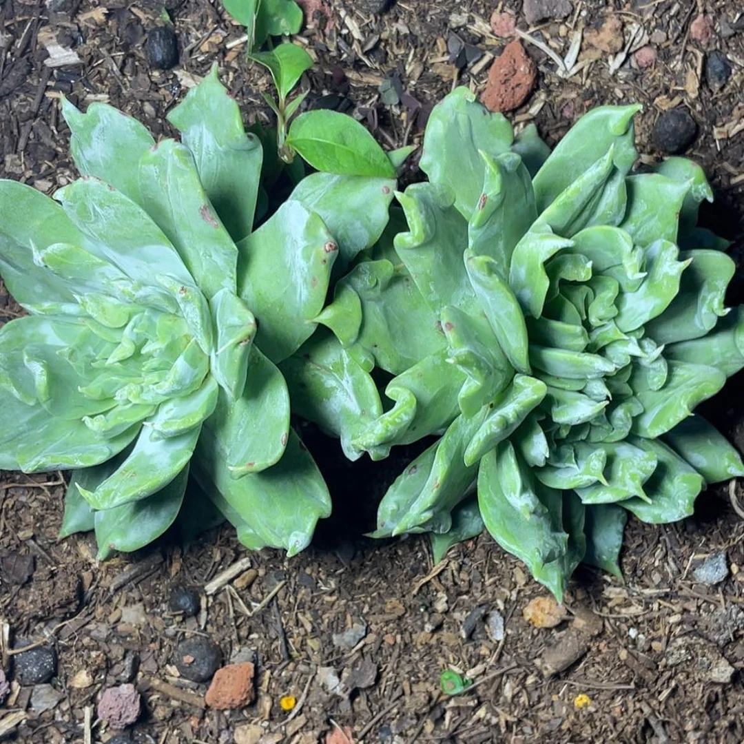 【闪购商品】浅***唇68补差换