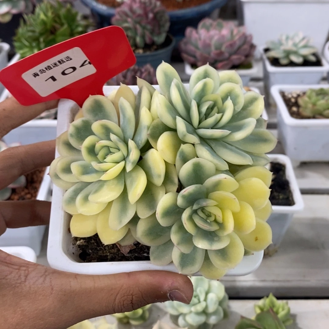 104号草莓冰锦多肉植物