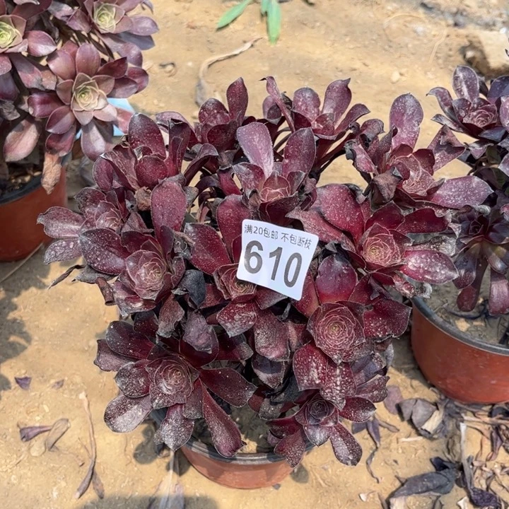 红酒杯610不包断枝