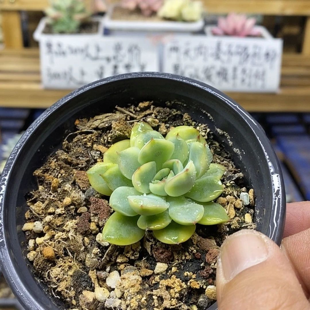 06119 花月夜覆轮锦