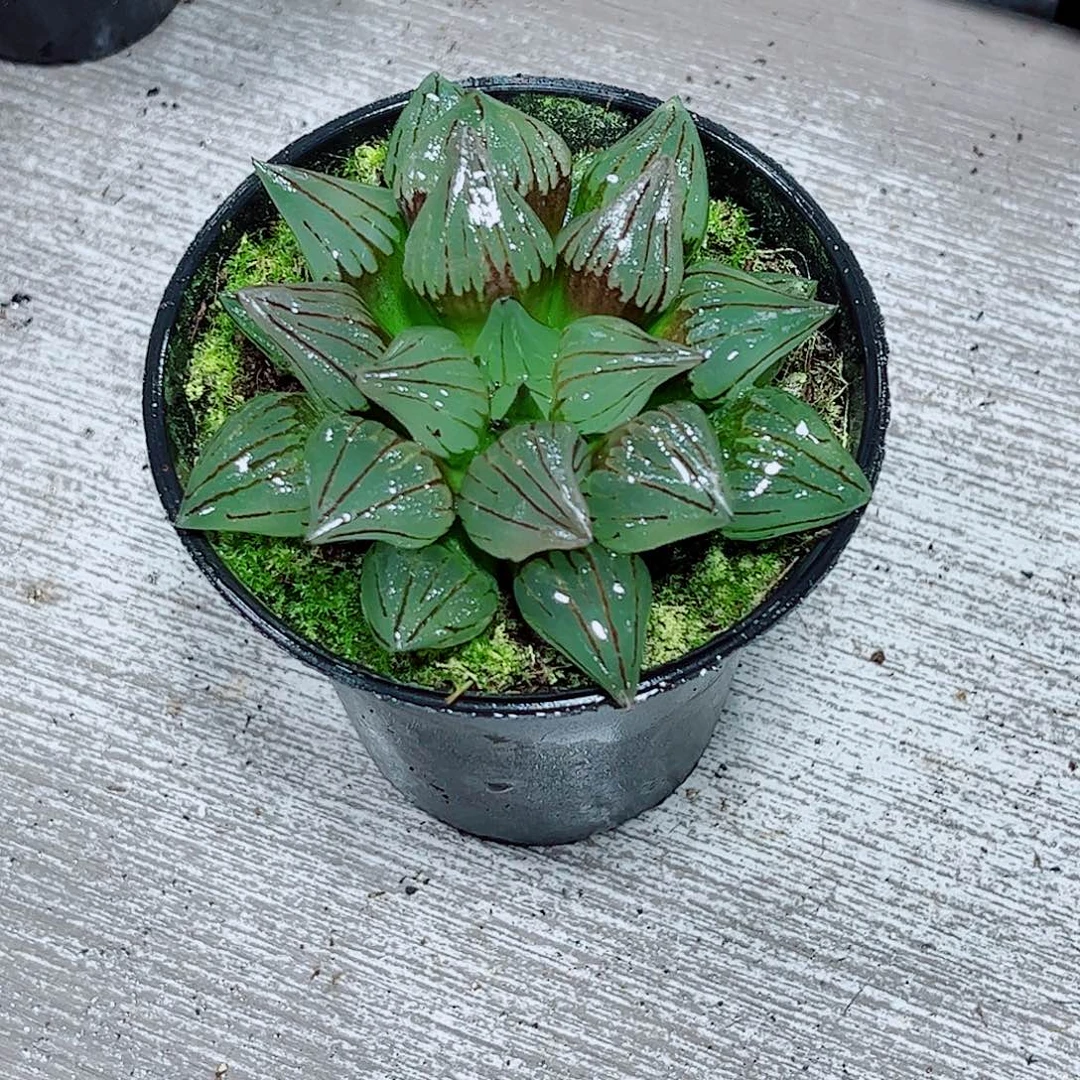 西瓜寿玉露一勿一拍