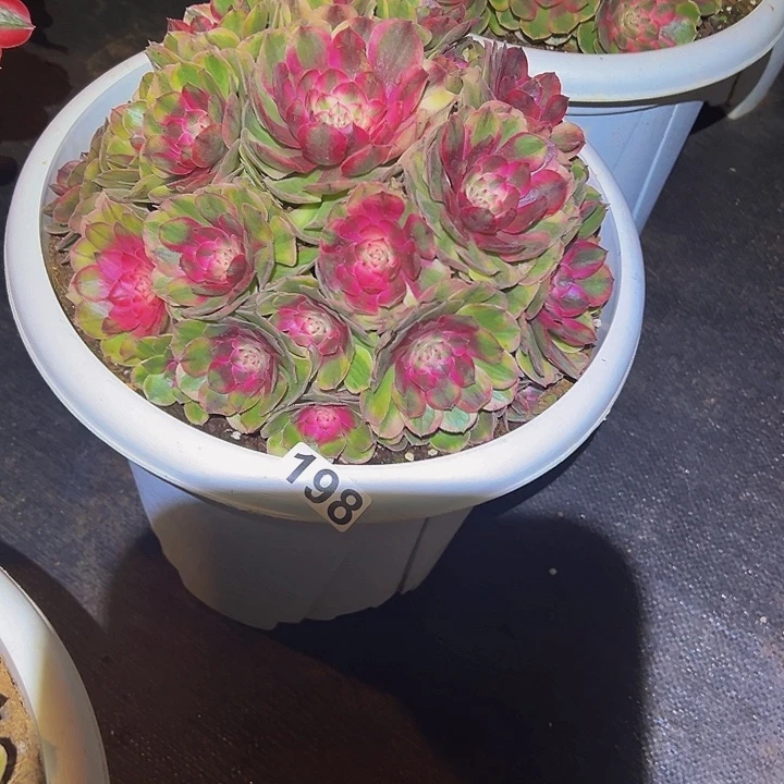 百***赖198多肉植物樱花寄养