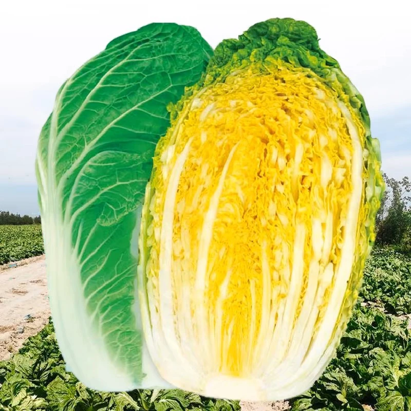 【冬储38斤大白菜种子】家庭阳台小院盆栽地栽四季种植秋播lz