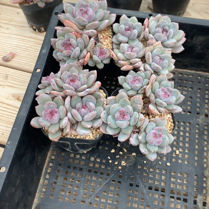 喝***茶枸杞茶突尼斯4个延时发货