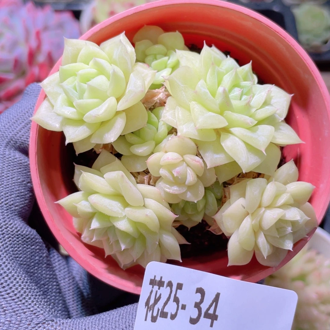 花利美25-34白天鹅