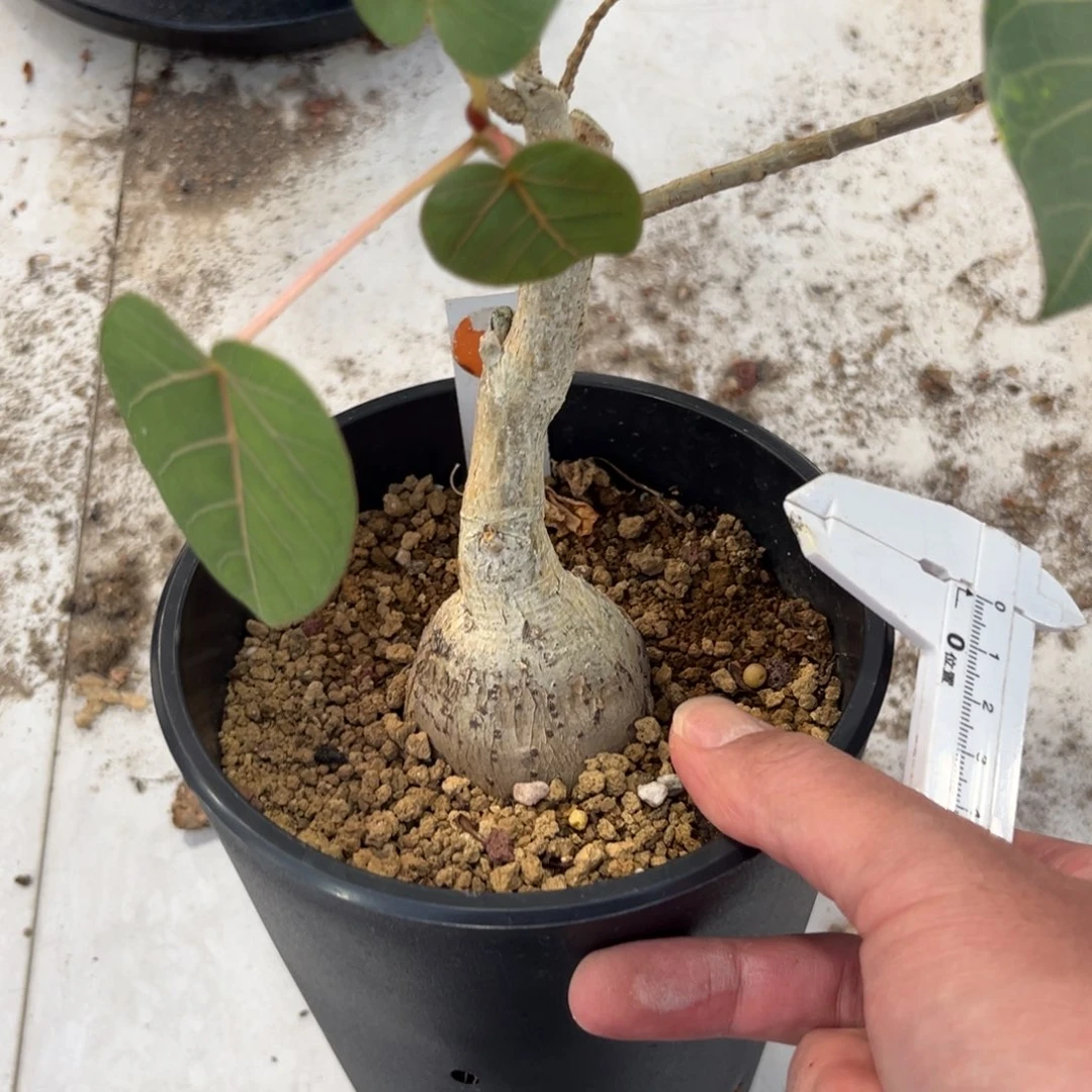 6号红脉榕带盆带土发货