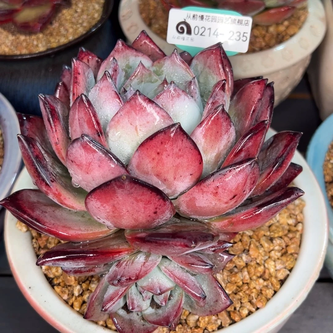 从前慢多肉精选编号0214.235