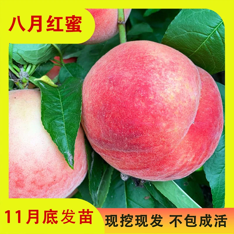 【八月红蜜】（10棵） 桃树苗 全款 12月发苗 下单发赠品