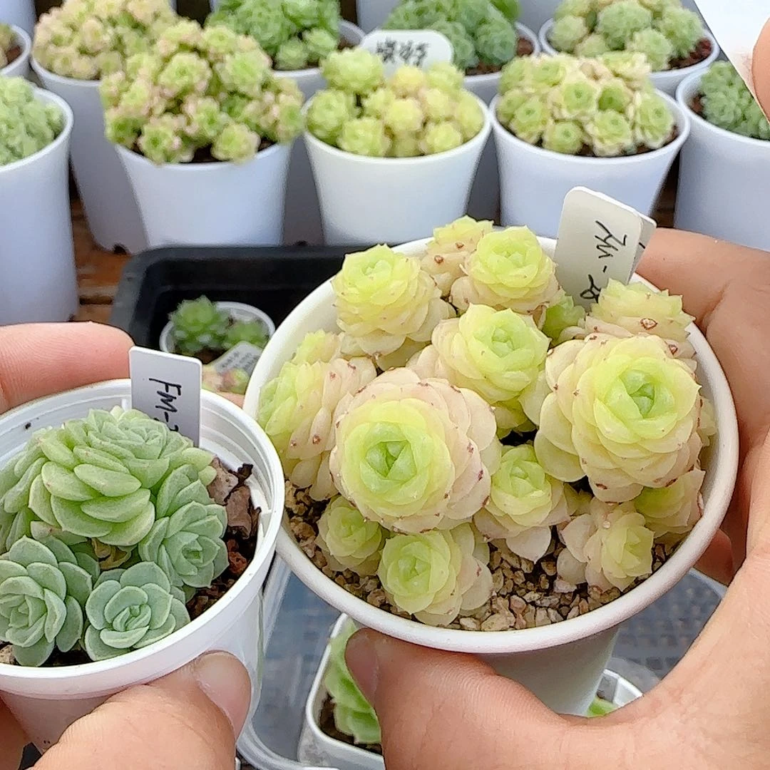 【闪购商品】0718-24（fm-28）