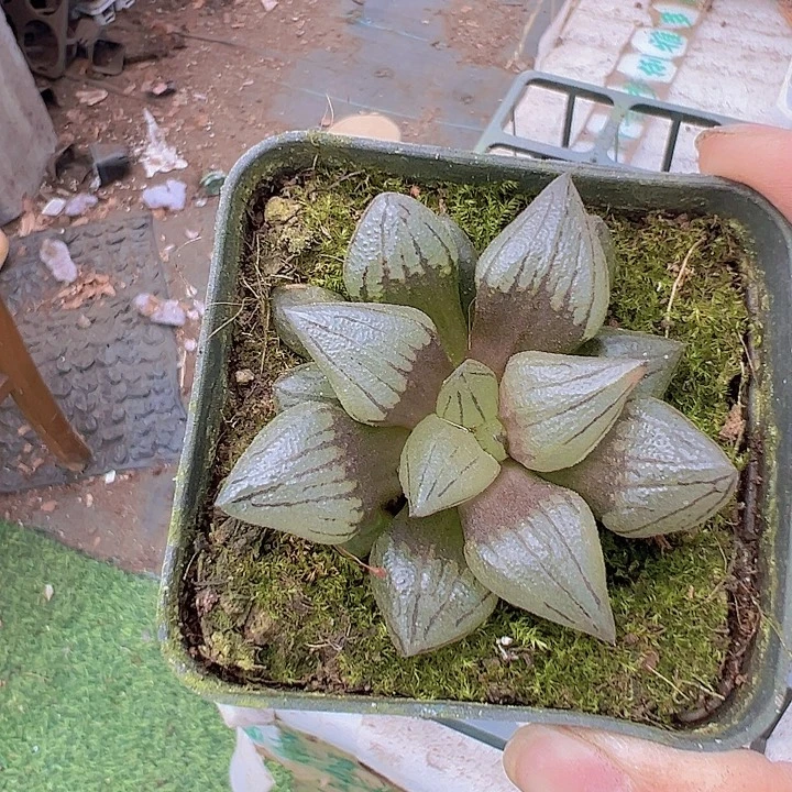 西瓜寿19包邮多肉