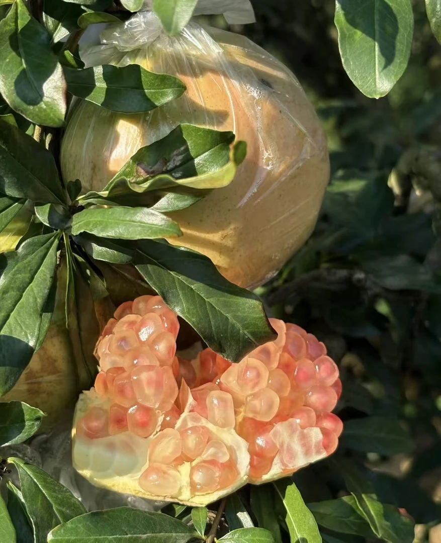 云南蒙自老树绿籽水晶石榴当季新鲜水果现摘现发坏果包赔大果