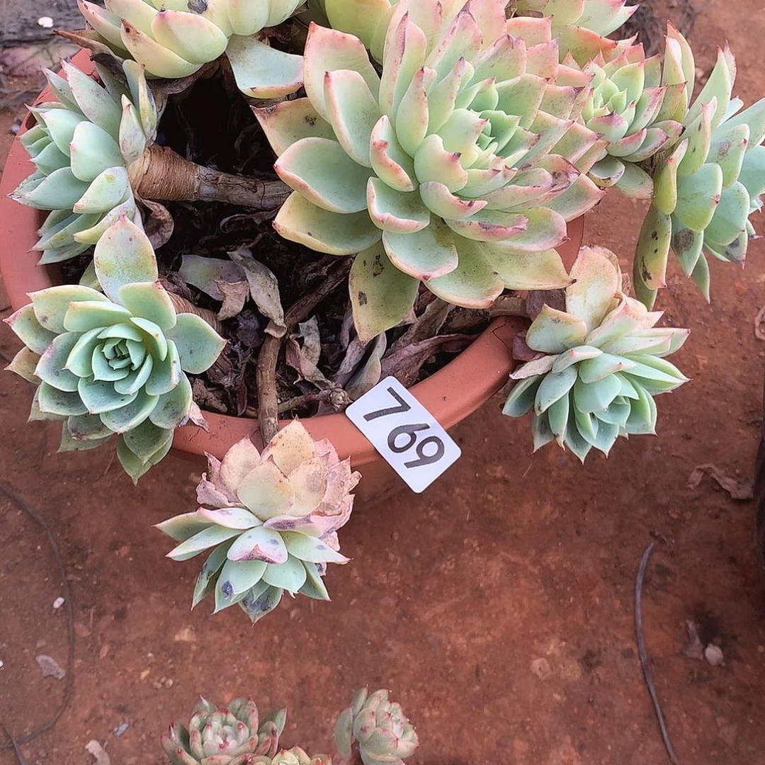 769三色堇 一物一拍多肉