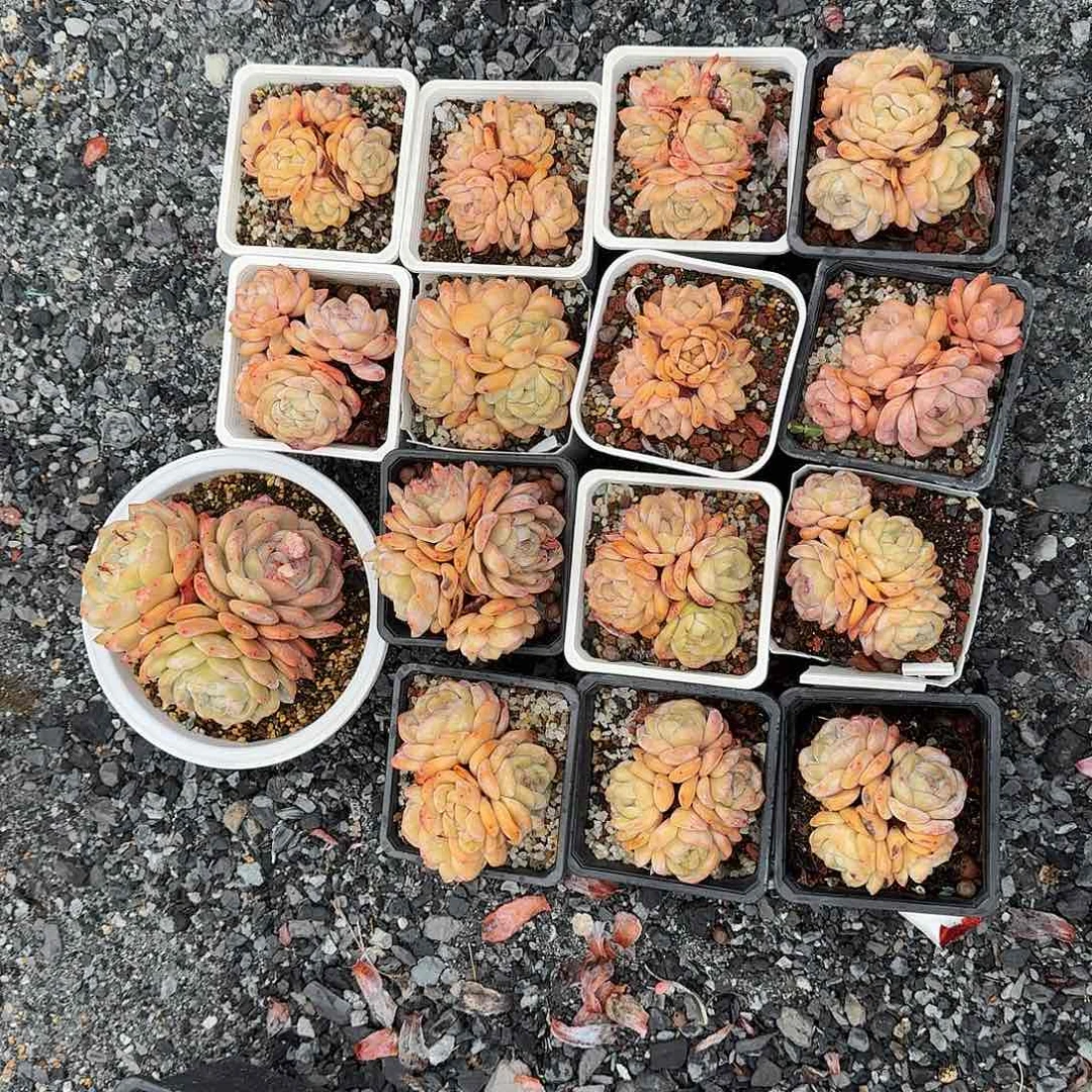 15颗老桩星影包邮