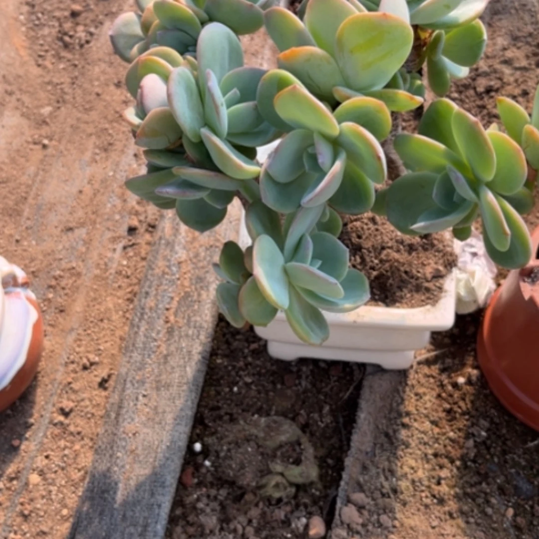 【闪购商品】无花朵梦*