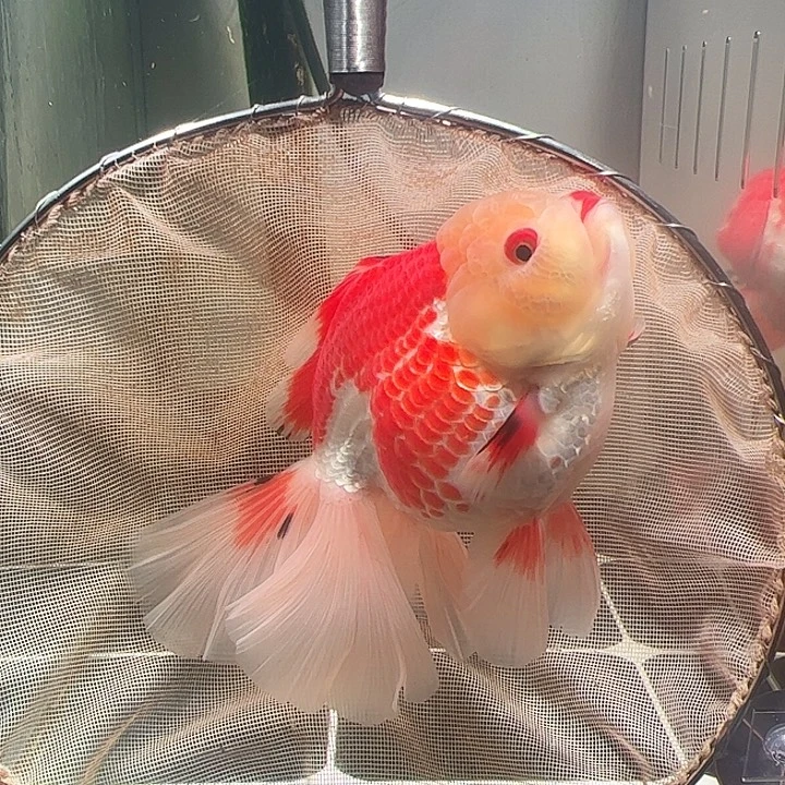 海水鱼百褶泰师亚成17