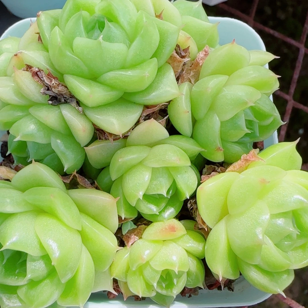 花语逸镜0917-44散