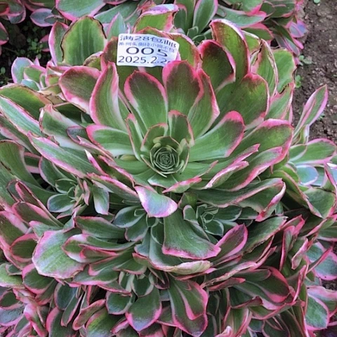 ?**?2.20-5皇后多肉植物