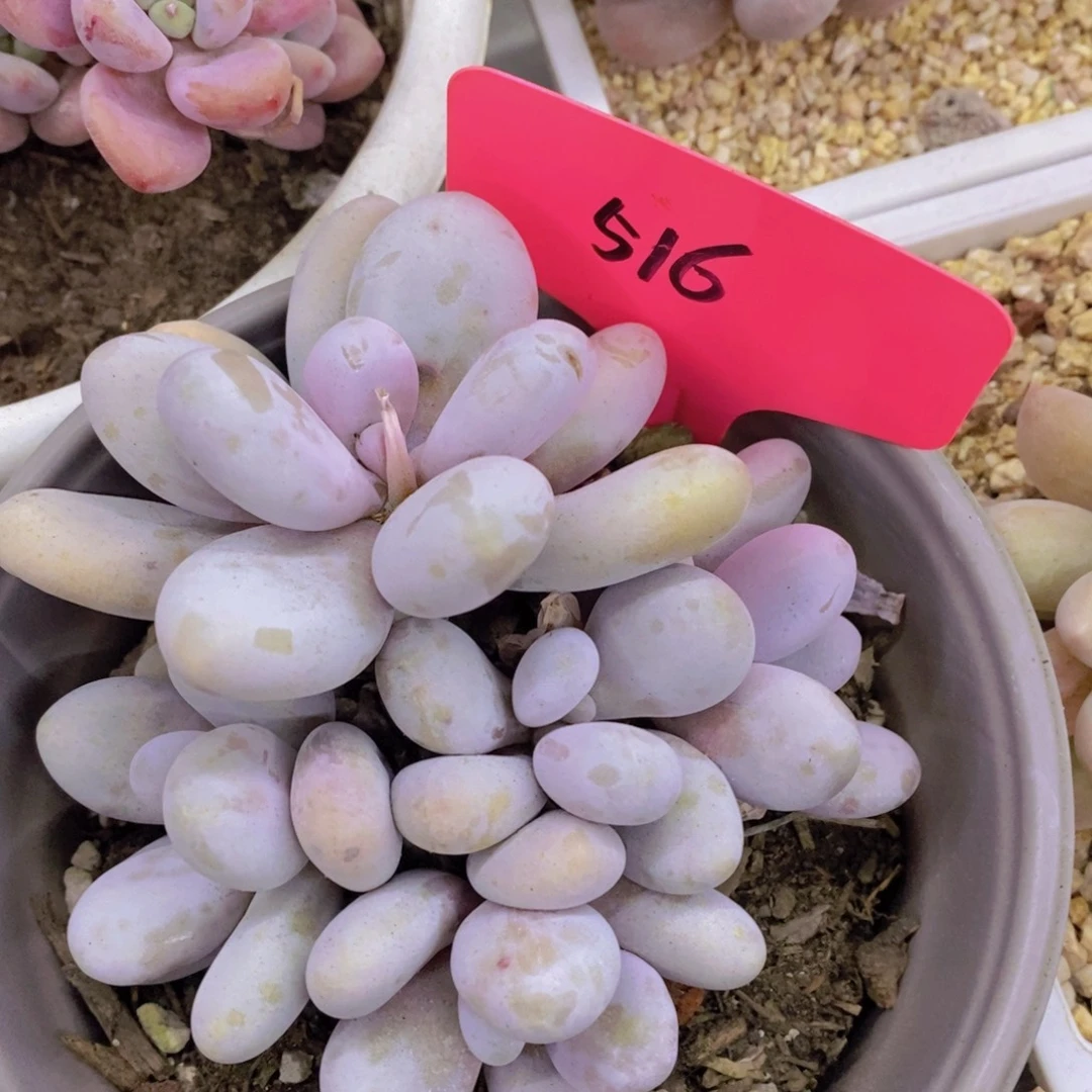 清货转场，一物一拍，看准