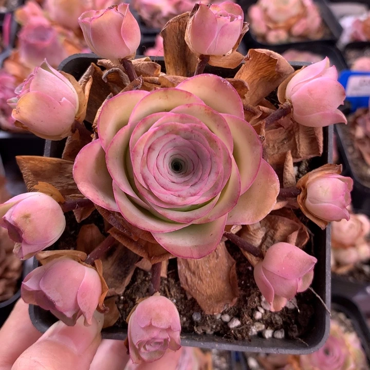 一物一拍红粉佳人205