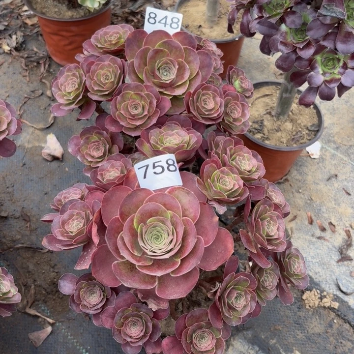 L***9848，758魅金玫瑰多肉植物不包损