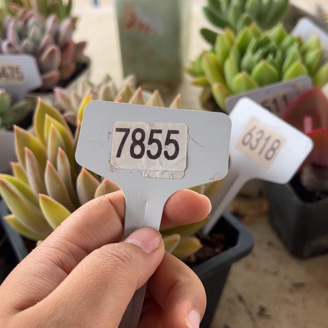 【闪购商品】南*。7855。11111111