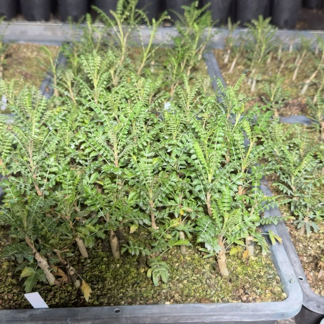 尼勒达乳香实生量拍多肉植物