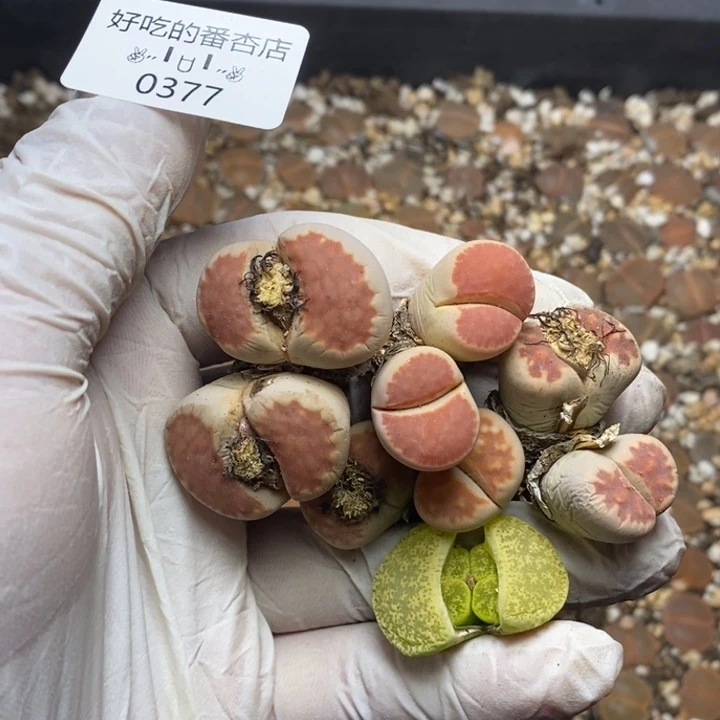 f****卷0377。零下拍保温。