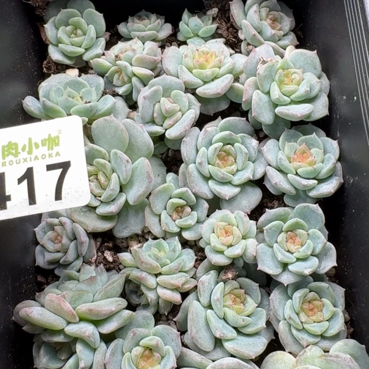 泡***x完全开放多肉植物多肉植物