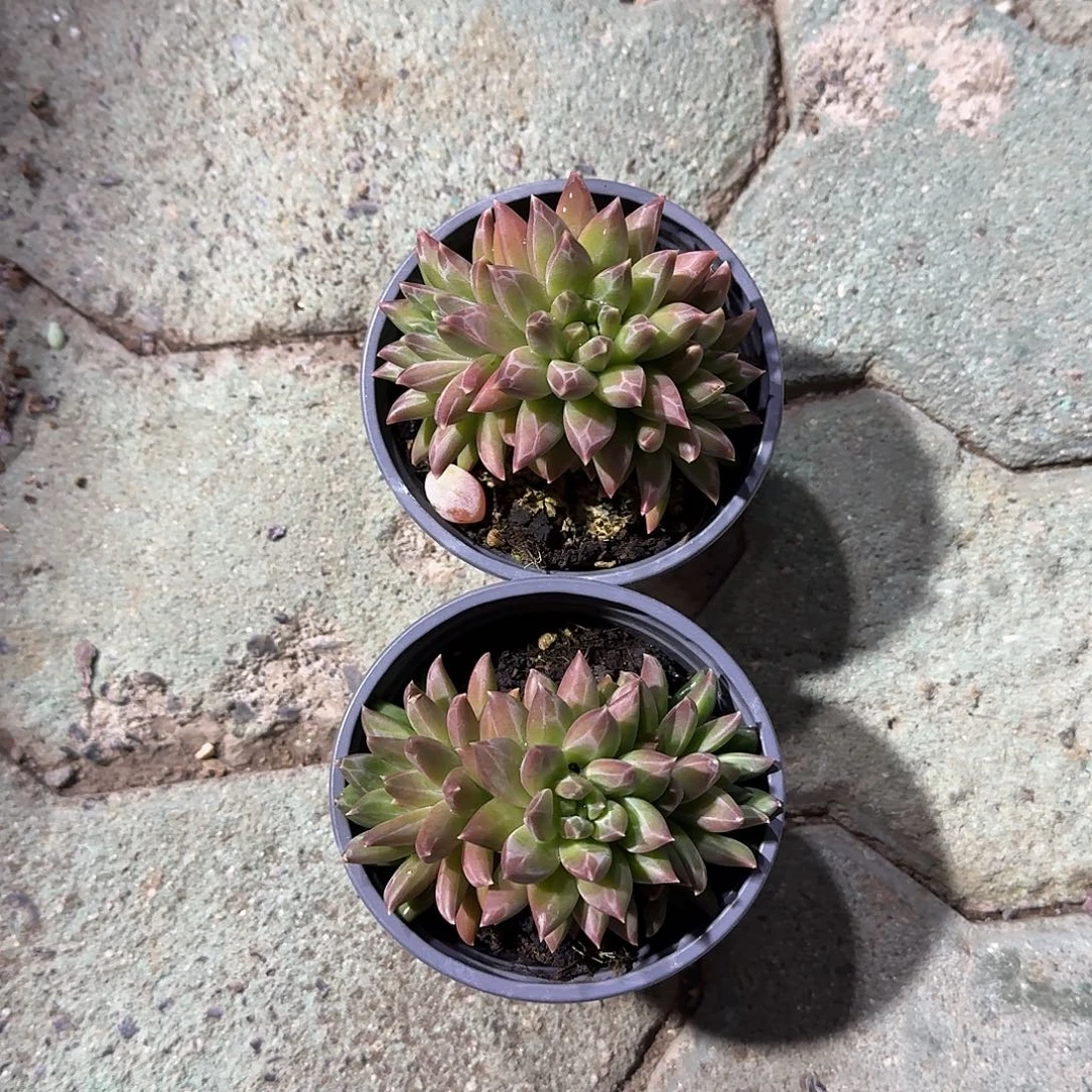 幻影美人多头植物