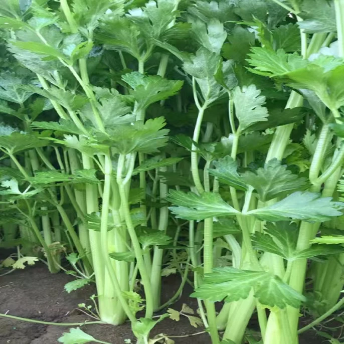 【明日达】山东芹菜摘叶洗净芹菜 现货现发 今天拍今天发 芹菜炒虾仁 炒粉条 炒牛肉 炒腰花 芹菜
