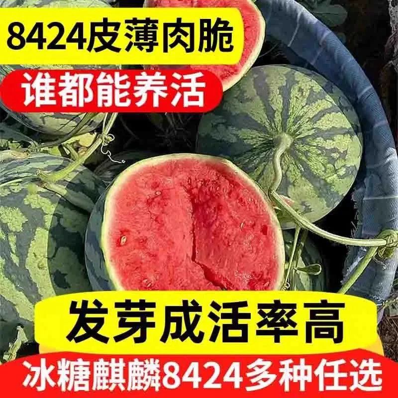 四季高产8424冰麒麟西瓜种子盆栽阳台庭院蔬菜种子大全